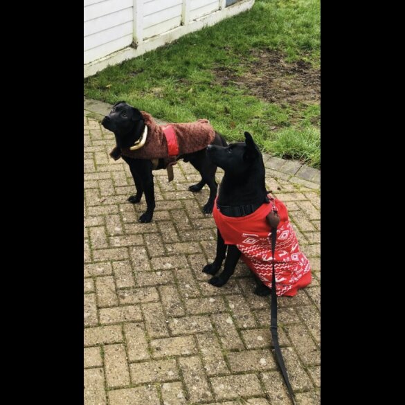 Mixed Breed - Both