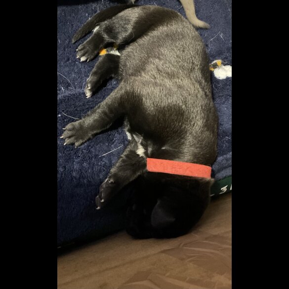 Mixed Breed - Bitches