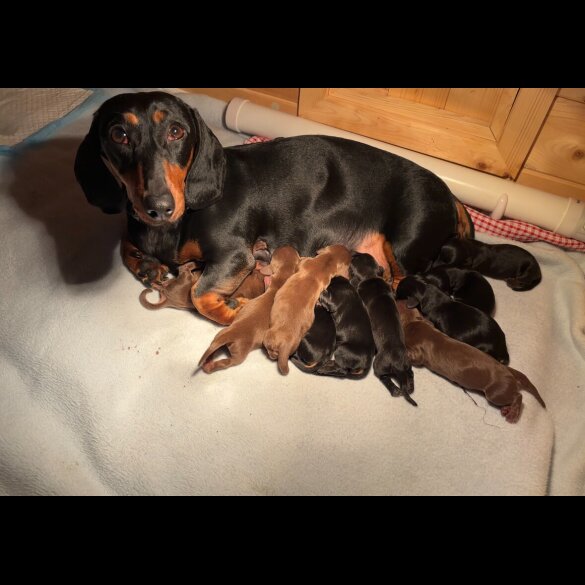 Dachshund (Standard &amp; Miniature) - Dogs