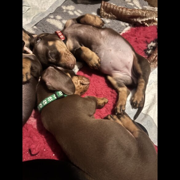 Dachshund (Standard &amp; Miniature) - Dogs