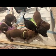 Dachshund (Standard &amp; Miniature) - Dogs