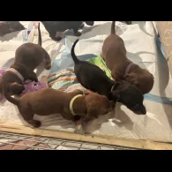 Dachshund (Standard &amp; Miniature) - Dogs