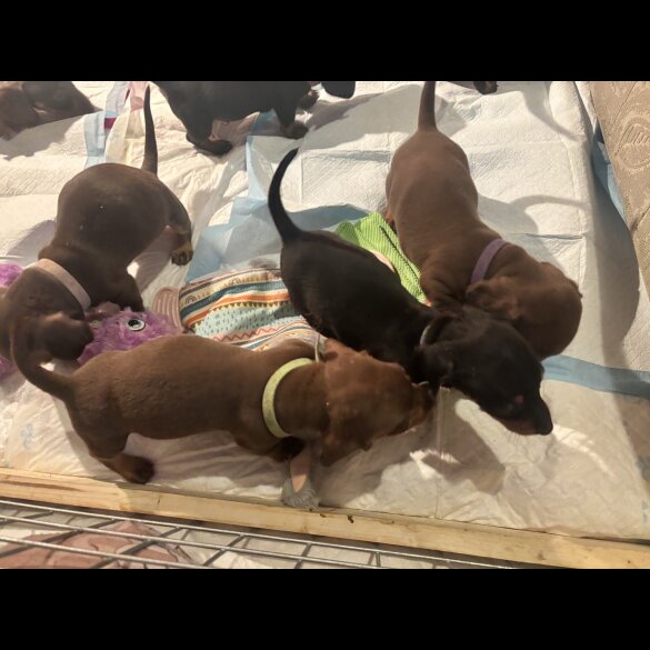 Dachshund (Standard &amp; Miniature) - Dogs