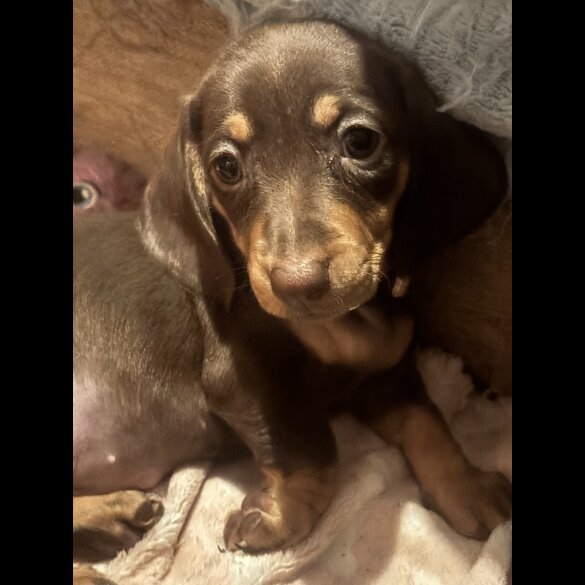 Dachshund (Standard &amp; Miniature) - Dogs