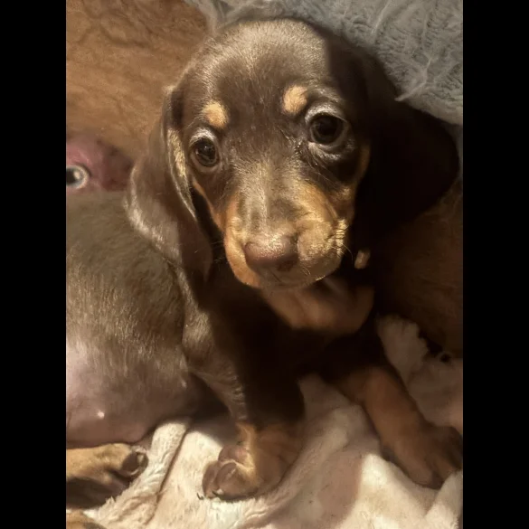 Dachshund (Standard &amp; Miniature) - Dogs
