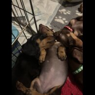 Dachshund (Standard &amp; Miniature) - Dogs