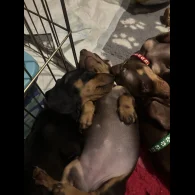 Dachshund (Standard &amp; Miniature) - Dogs