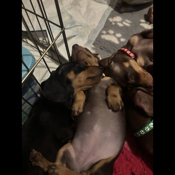Dachshund (Standard &amp; Miniature) - Dogs