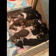 Dachshund (Standard &amp; Miniature) - Dogs