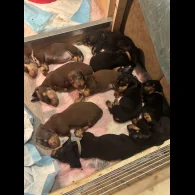 Dachshund (Standard &amp; Miniature) - Dogs