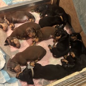 Dachshund (Standard &amp; Miniature) - Both