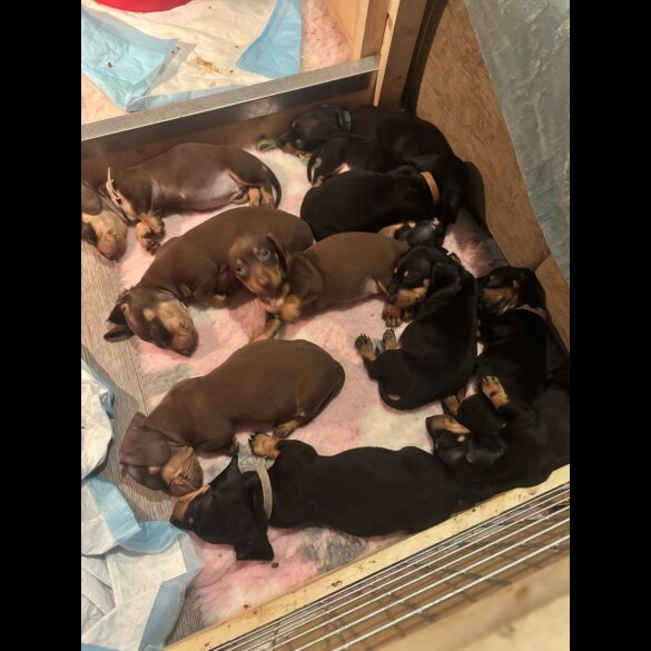 Dachshund (Standard &amp; Miniature) - Dogs