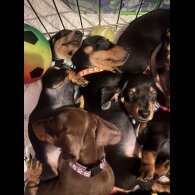 Dachshund (Standard &amp; Miniature) - Dogs