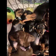Dachshund (Standard &amp; Miniature) - Dogs