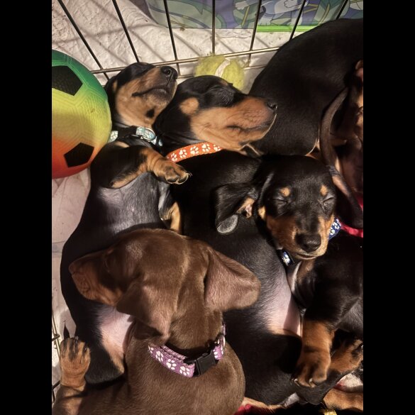 Dachshund (Standard &amp; Miniature) - Dogs