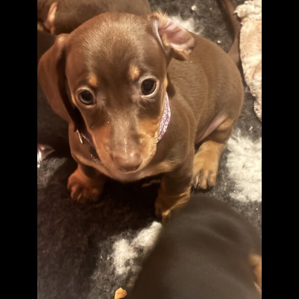 Dachshund (Standard &amp; Miniature) - Dogs