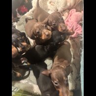 Dachshund (Standard &amp; Miniature) - Dogs