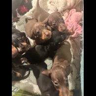 Dachshund (Standard &amp; Miniature) - Dogs