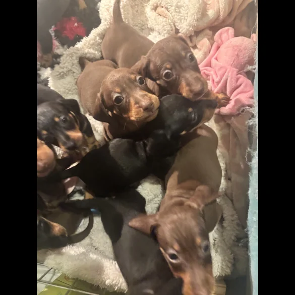 Dachshund (Standard &amp; Miniature) - Dogs