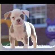 Dorset Olde Tyme Bulldogge - Both