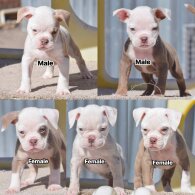 Dorset Olde Tyme Bulldogge - Both