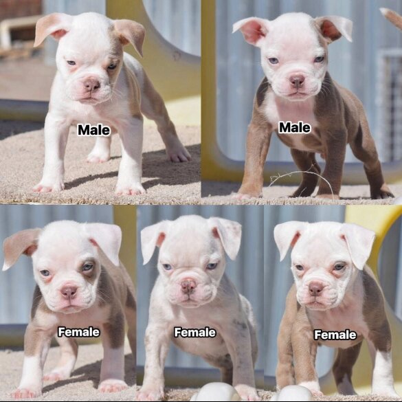 Dorset Olde Tyme Bulldogge - Both