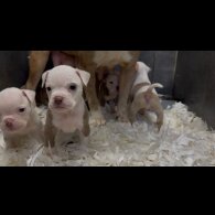 Dorset Olde Tyme Bulldogge - Both