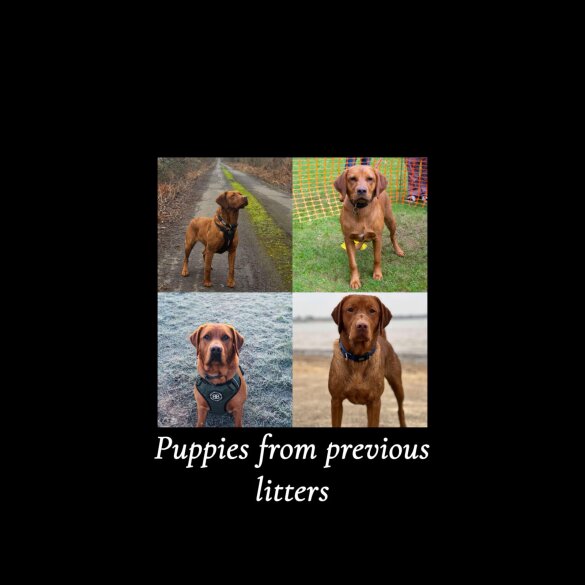Labrador Retriever - Both