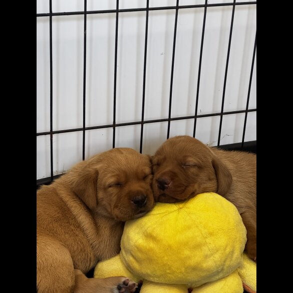 Labrador Retriever - Both