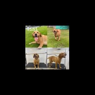 Labrador Retriever - Both