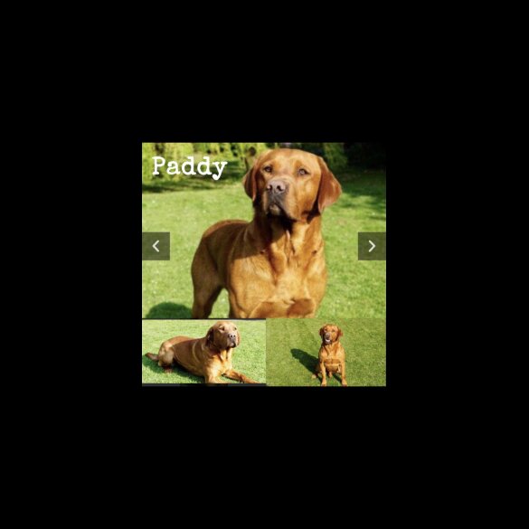 Labrador Retriever - Both