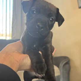 Patterdale Terrier - Bitches