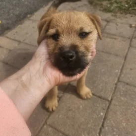 Lakeland Terrier - Dogs