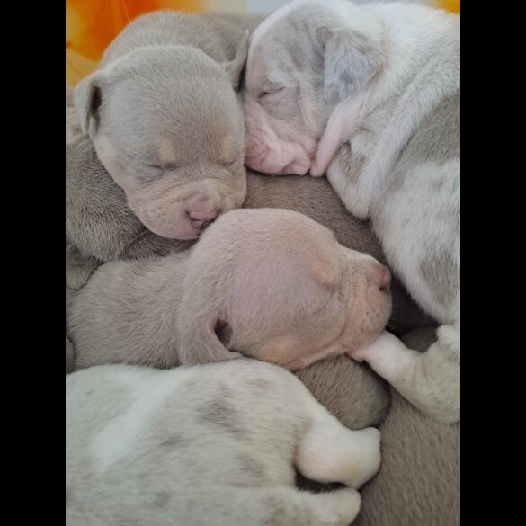 American Bulldog - Both