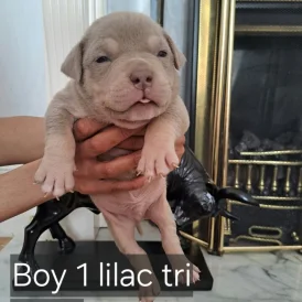 American Bulldog - Both