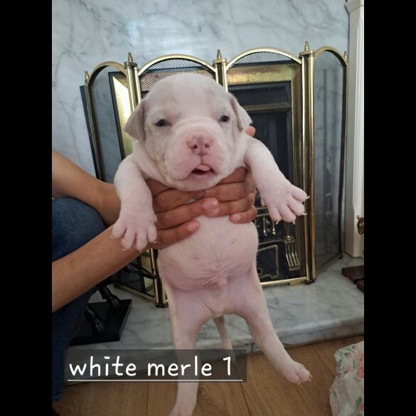 American Bulldog - Both