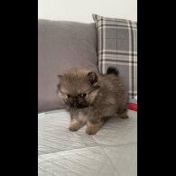 Pomeranian - Both