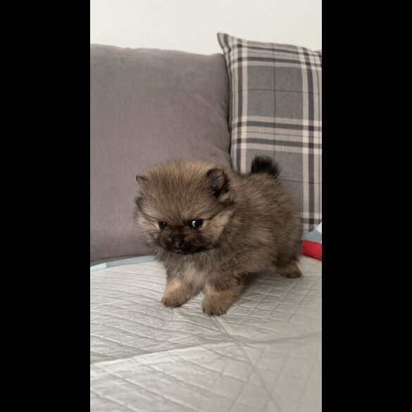 Pomeranian - Both