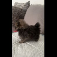 Pomeranian - Both