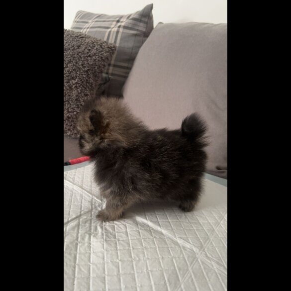 Pomeranian - Both