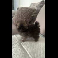 Pomeranian - Both