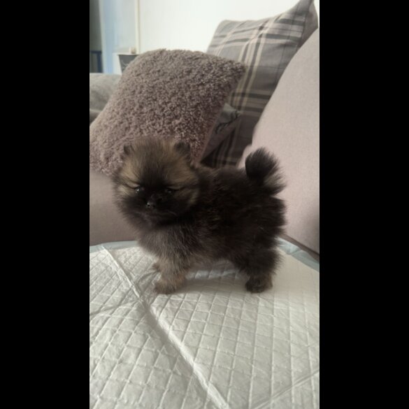 Pomeranian - Both
