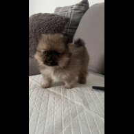 Pomeranian - Both