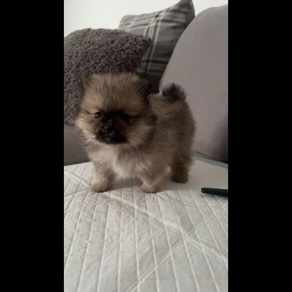 Pomeranian - Both