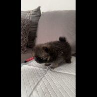 Pomeranian - Both
