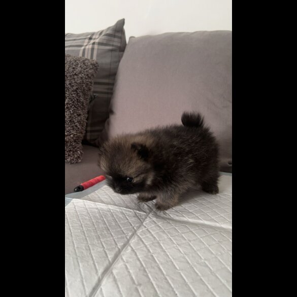 Pomeranian - Both