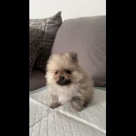 Pomeranian - Both