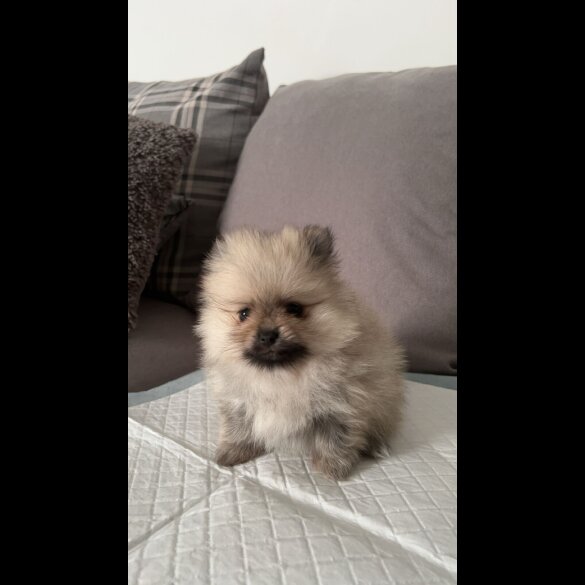 Pomeranian - Both