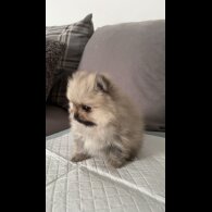 Pomeranian - Both