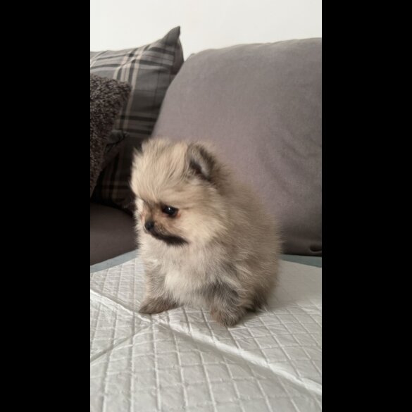 Pomeranian - Both